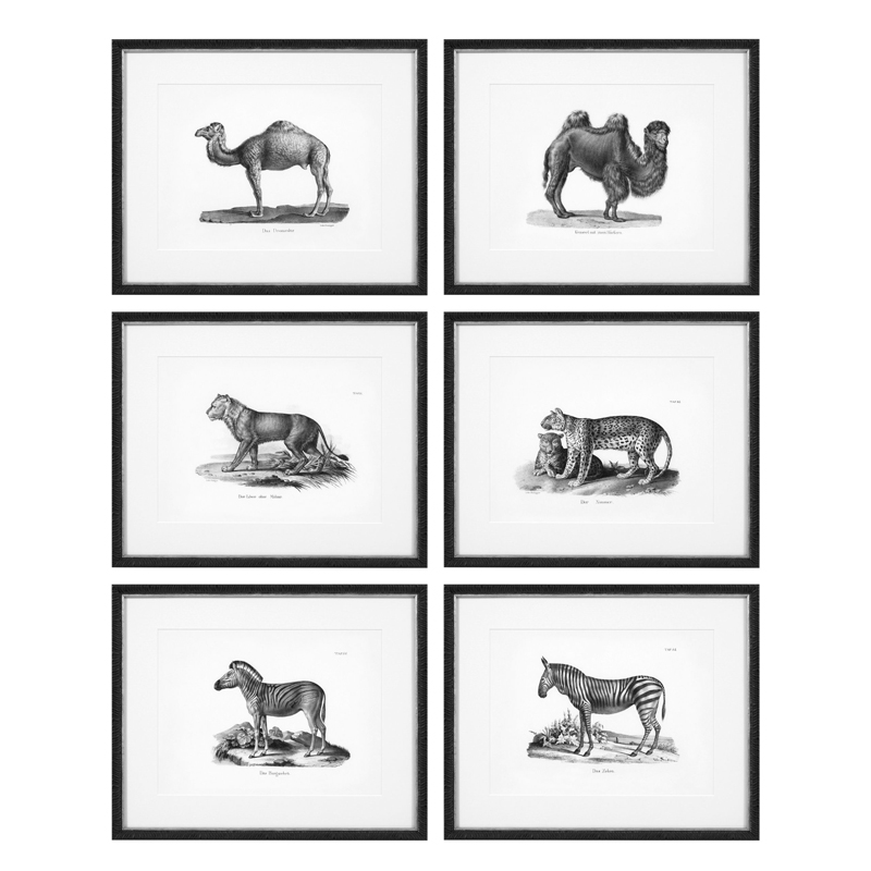 Комплект постеров Eichholtz Prints Historical Animals set of 6 Черный Черно-белый в Самаре | Loft Concept 