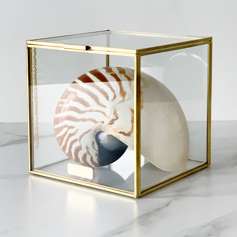 Статуэтка Nautilus Pompilius Glass Box M  в Самаре | Loft Concept 