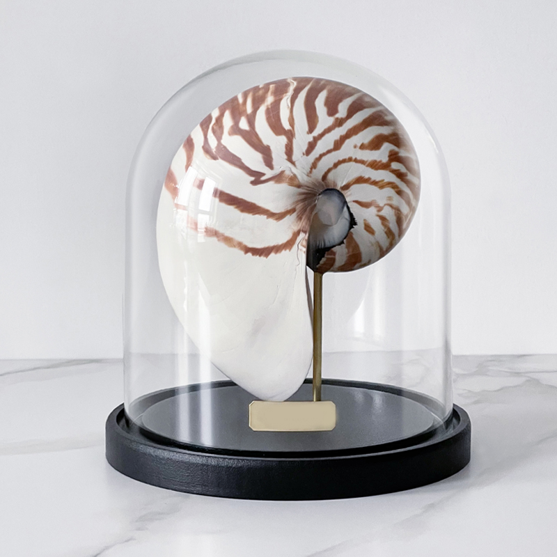 Статуэтка Nautilus Pompilius Glass Cloche  в Самаре | Loft Concept 