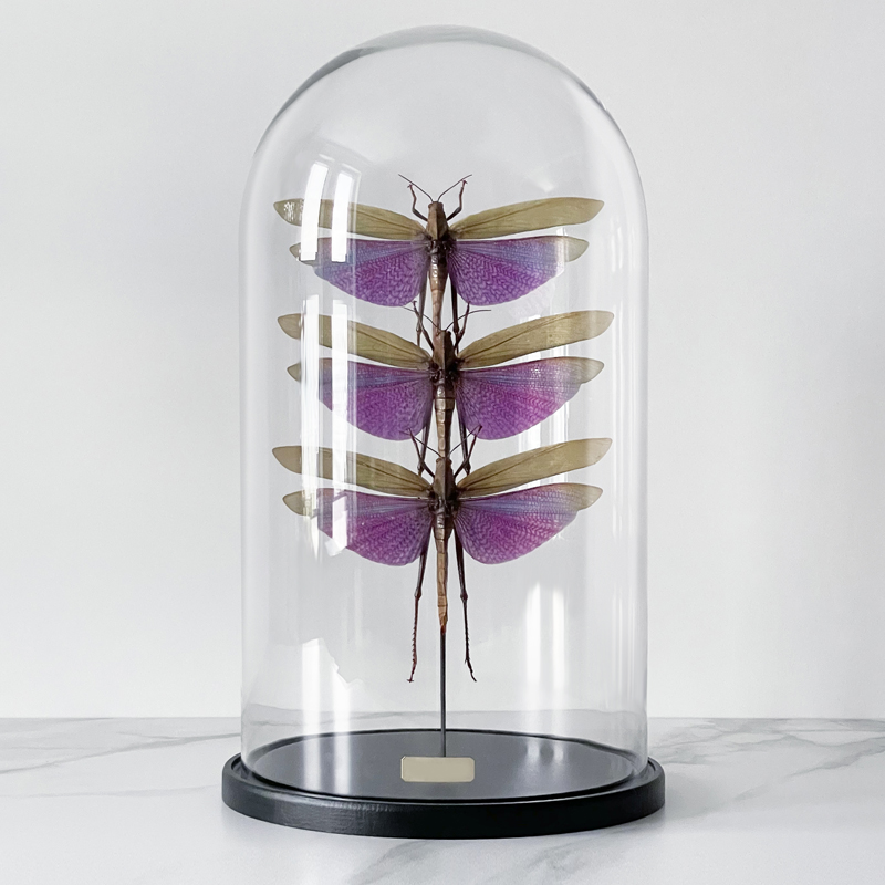 Статуэтка 3 Grasshoppers Titanacris Albipes Glass Cloche  в Самаре | Loft Concept 