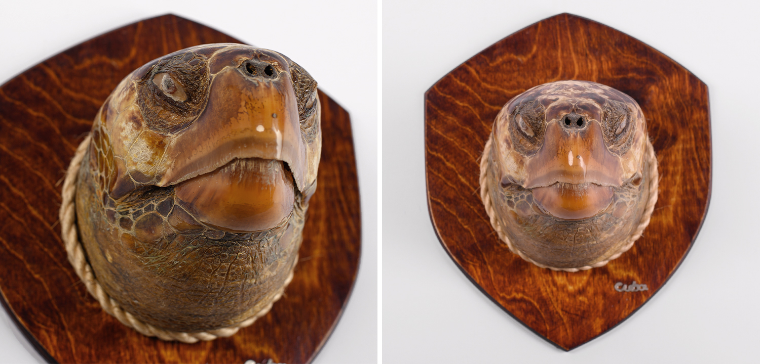 Аксессуар на стену Черепаха - фото