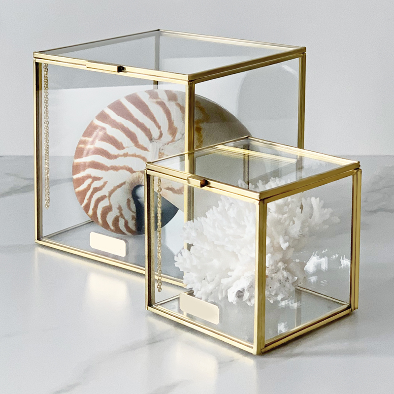 Комплект статуэток Natural Coral & Nautilus Pompilius Glass Box Комплект статуэток Natural Coral & Nautilus Pompilius Glass Box в Самаре | Loft Concept