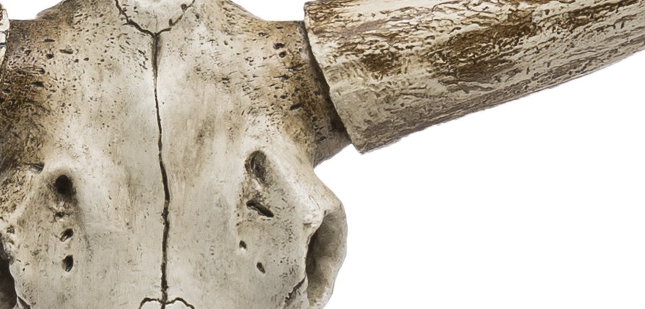 Череп быка Bull Skull Череп быка Bull Skull - Loft-Concept в Самаре