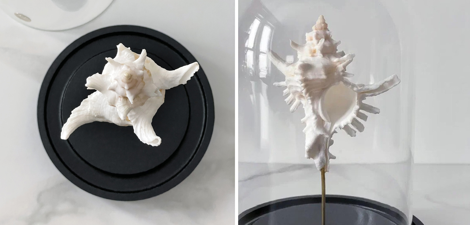 Статуэтка Murex Saharicus Glass Cloche - фото