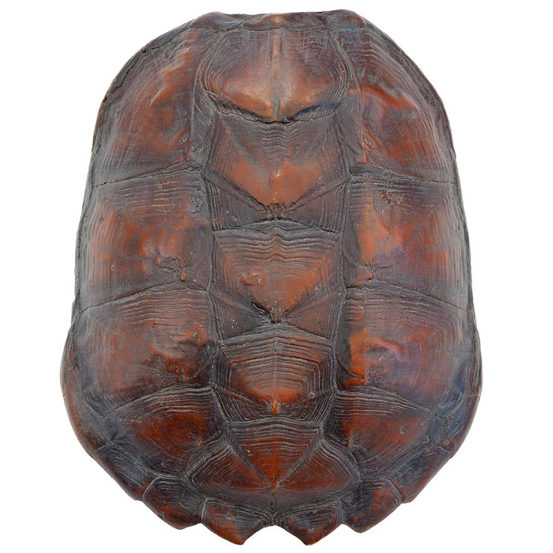 Аксессуар Turtle Shell Big Natural Коричневый в Самаре | Loft Concept 