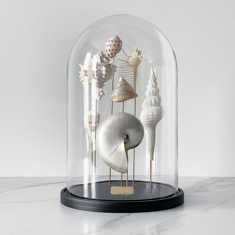 Статуэтка Shell Collection Glass Cloche 1  в Самаре | Loft Concept 