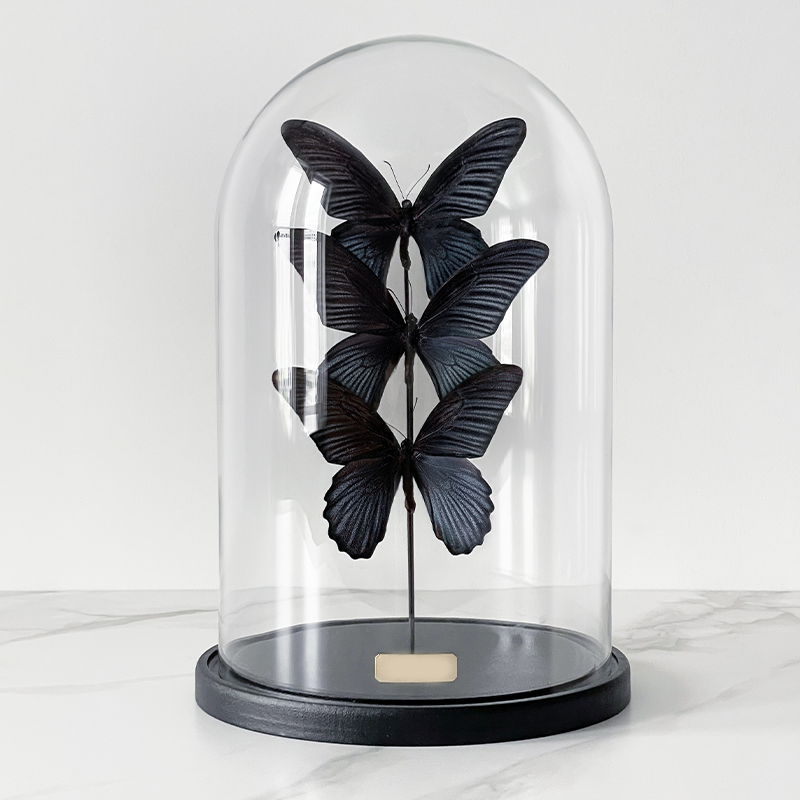 Статуэтка 3 Butterflies Papilio Memnon Glass Cloche  в Самаре | Loft Concept 