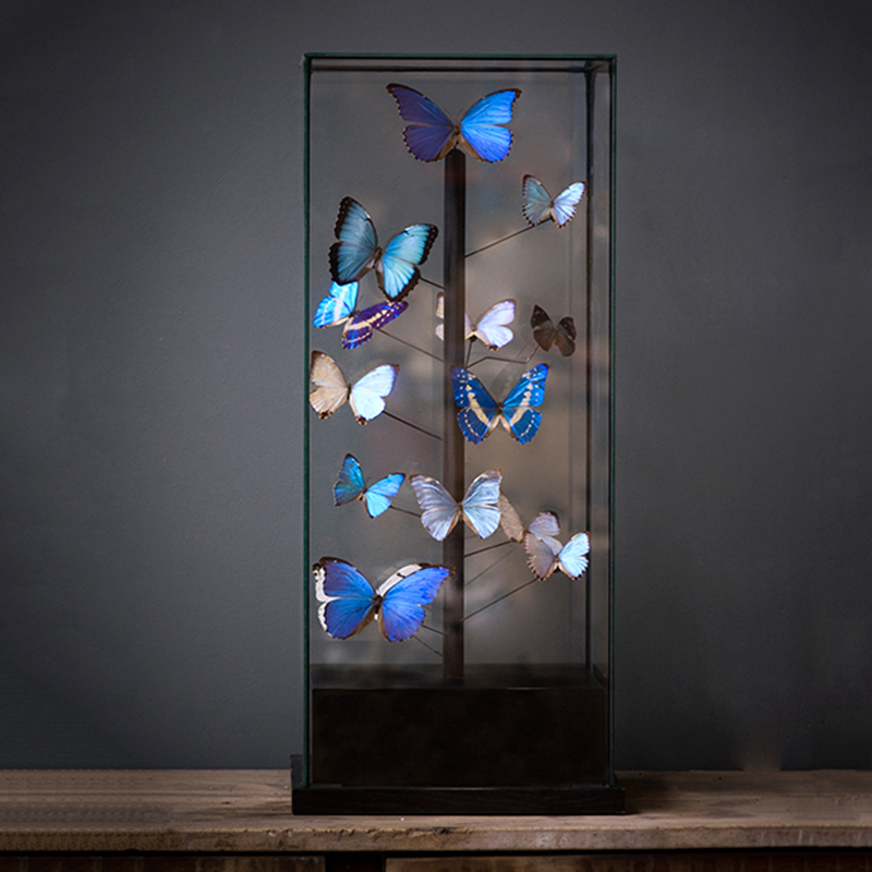 Статуэтка 14 Blue Butterflies Morphos Glass Box  в Самаре | Loft Concept 