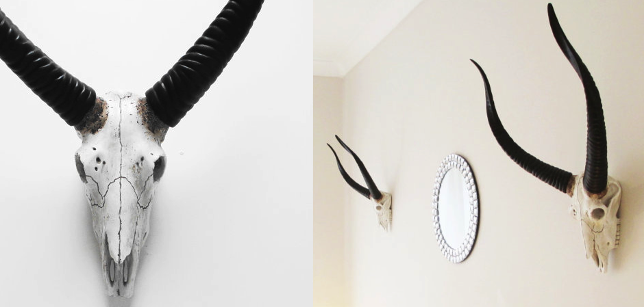 Череп антилопы с черными рогами - Loft-Concept в Самаре