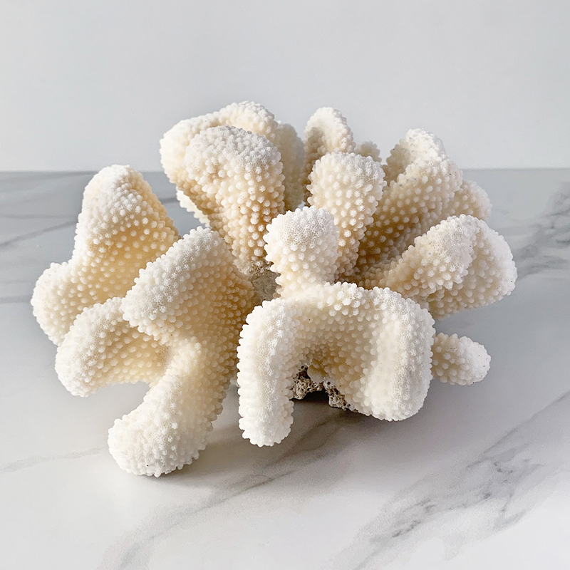 Статуэтка White Cauliflower Coral  в Самаре | Loft Concept 