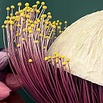 Статуэтка фантастический фрукт Exotic Tropical Fruit orange and white 67 варинант исполнения - 2 | Loft Concept в Самаре