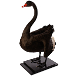 Настоящее чучело черного лебедя Black Swan варинант исполнения - 2 | Loft Concept в Самаре