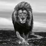 Книга Beusker. Look into my Eyes варинант исполнения - 7 | Loft Concept в Самаре