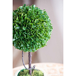 Декоративный искусственное растение Single boxwood варинант исполнения - 7 | Loft Concept в Самаре