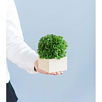 Декоративный искусственное растение Square boxwood варинант исполнения - 7 | Loft Concept в Самаре