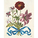 Книга цветов 22 постера Maria Sibylla Merian: 22 Pull-Out Posters варинант исполнения - 3 | Loft Concept в Самаре