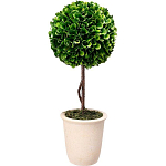 Декоративный искусственное растение Single boxwood варинант исполнения - 1 | Loft Concept в Самаре