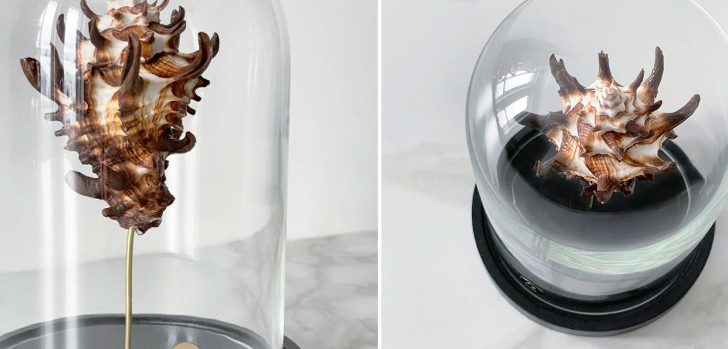 Статуэтка Vasum Tubiferum Glass Cloche Статуэтка Vasum Tubiferum Glass Cloche - Loft-Concept в Самаре