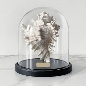 Статуэтка Murex Ramosus Glass Cloche