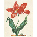 Книга цветов 22 постера Maria Sibylla Merian: 22 Pull-Out Posters варинант исполнения - 5 | Loft Concept в Самаре