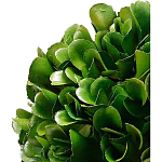 Декоративный искусственное растение Square boxwood варинант исполнения - 2 | Loft Concept в Самаре