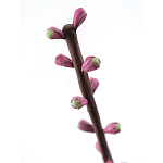 Статуэтка тропический фрукт Pandora Tropical Fruit Tall Pink Green варинант исполнения - 1 | Loft Concept в Самаре