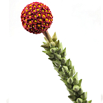 Статуэтка тропический фрукт  Tropical Fruit High Orange варинант исполнения - 2 | Loft Concept в Самаре