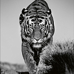 Книга Beusker. Look into my Eyes варинант исполнения - 6 | Loft Concept в Самаре