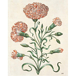 Книга цветов 22 постера Maria Sibylla Merian: 22 Pull-Out Posters варинант исполнения - 4 | Loft Concept в Самаре