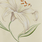 Обои ручная роспись Lilium Special Colourway on Ivory dyed silk варинант исполнения - 2 | Loft Concept в Самаре