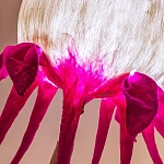 Торшер фуксия «Цветы из снов»  варинант исполнения - 4 | Loft Concept в Самаре