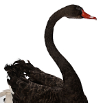 Настоящее чучело черного лебедя Black Swan варинант исполнения - 3 | Loft Concept в Самаре