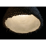 Светильник Acus варинант исполнения - 3 | Loft Concept в Самаре