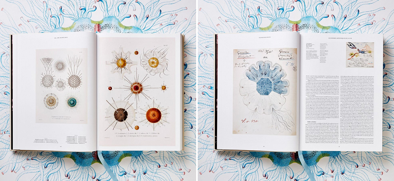 The Art and Science of Ernst Haeckel XXL The Art and Science of Ernst Haeckel XXL - Loft-Concept в Самаре