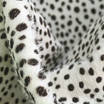 Мебельная ткань Искусственный мех  белый леопард 90 см T5-3 варинант исполнения - 1 | Loft Concept в Самаре