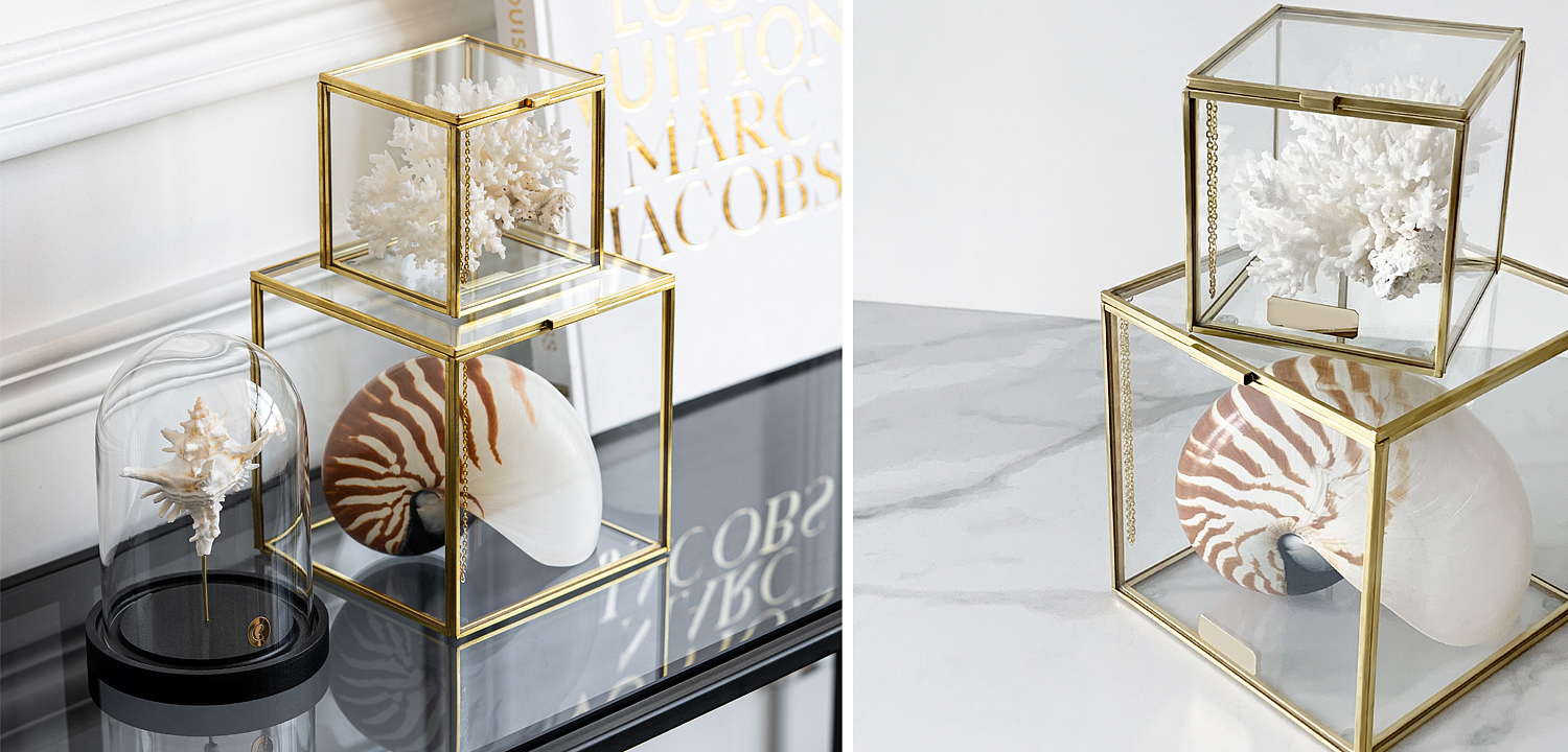Комплект статуэток Natural Coral & Nautilus Pompilius Glass Box Комплект статуэток Natural Coral & Nautilus Pompilius Glass Box - Loft-Concept в Самаре