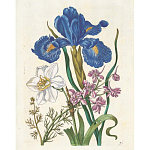 Книга цветов 22 постера Maria Sibylla Merian: 22 Pull-Out Posters варинант исполнения - 6 | Loft Concept в Самаре