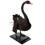 Настоящее чучело черного лебедя Black Swan варинант исполнения - 5 | Loft Concept в Самаре