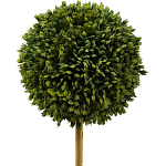 Декоративный искусственное растение Boxwood One варинант исполнения - 2 | Loft Concept в Самаре