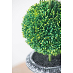 Декоративный искусственное растение Double boxwood варинант исполнения - 6 | Loft Concept в Самаре