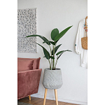 Декоративный искусственное растение Decor Stile  варинант исполнения - 6 | Loft Concept в Самаре