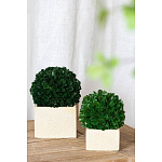 Декоративный искусственное растение Square boxwood варинант исполнения - 4 | Loft Concept в Самаре