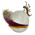 Статуэтка фантастический фрукт Exotic Tropical Fruit orange and white 67 варинант исполнения - 4 | Loft Concept в Самаре