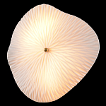 Бра в форме лепестка с рельефной текстурой FLOW варинант исполнения - 1 | Loft Concept в Самаре