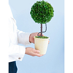 Декоративный искусственное растение Single boxwood варинант исполнения - 8 | Loft Concept в Самаре