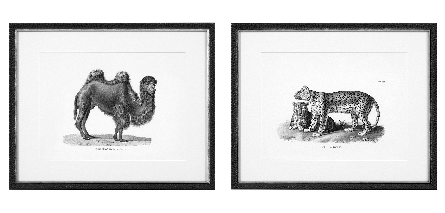 Комплект постеров Eichholtz Prints Historical Animals set of 6 Комплект постеров Eichholtz Prints Historical Animals set of 6 - Loft-Concept в Самаре