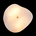 Бра в форме лепестка с рельефной текстурой FLOW варинант исполнения - 3 | Loft Concept в Самаре