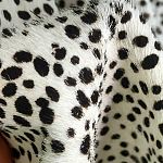 Мебельная ткань Искусственный мех  белый леопард 90 см T5-3 варинант исполнения - 3 | Loft Concept в Самаре