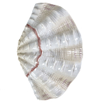 Фигурка из фарфора в виде одной створки ракушки Marine Tridacna варинант исполнения - 1 | Loft Concept в Самаре