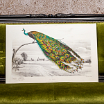 Постер на холсте с изображением павлина на ветке Majestic Peacock on a Tree Poster варинант исполнения - 4 | Loft Concept в Самаре